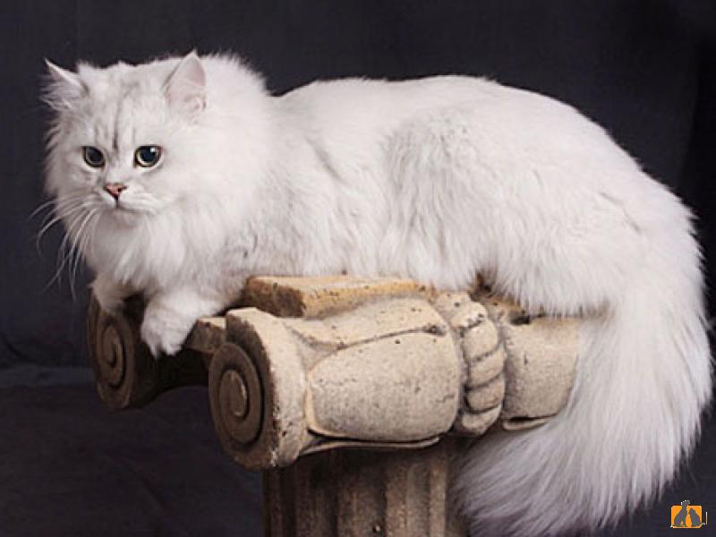 Тиффани кошка. Бурмилла длинношерстная. Бурмилла кошка длинношерстная. Порода кошек Тиффани. Шантильи-Тиффани порода кошек.
