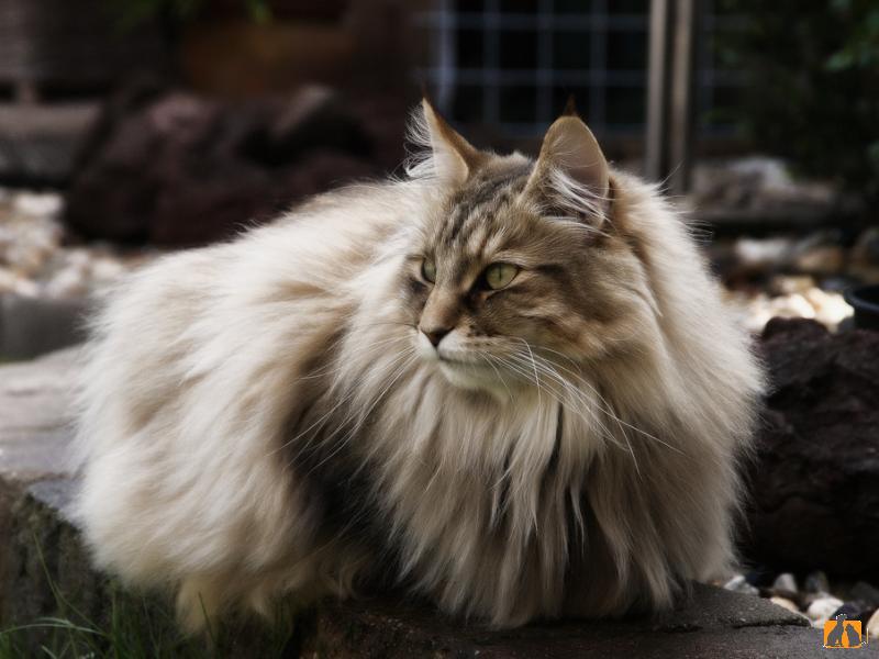 Порода кошек лесная норвежская фото описание породы