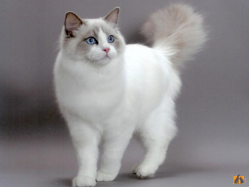 рэгдолл кошка фото описание породы