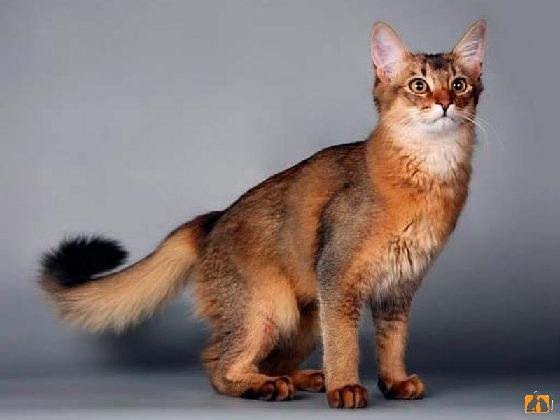сомалийская кошка описание