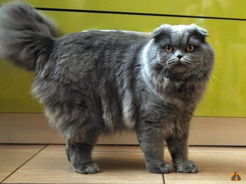 Описание породы кошек - Шотландская вислоухая (длинношерстная)
