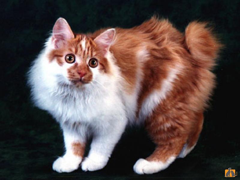 Описание породы кошек - Японский бобтейл (длинношерстный)
