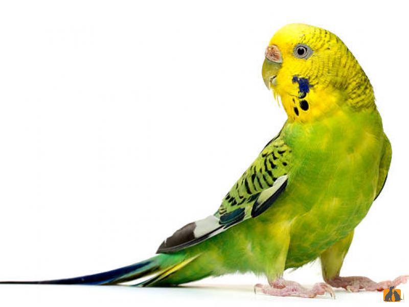 Волнистый попугай. Фото2