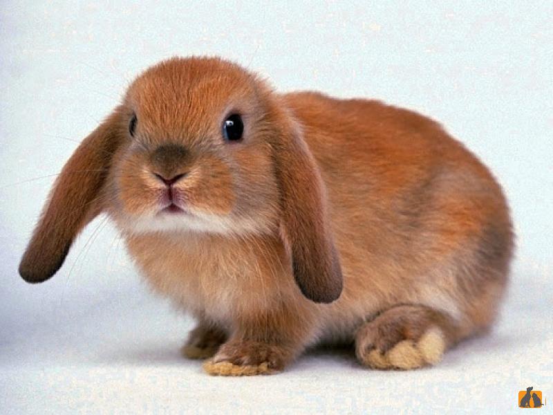 Кролик карликовый. Фото2