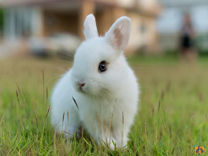 Кролик карликовый. Фото3
