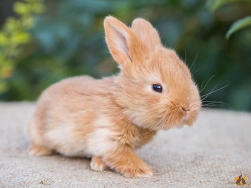 Кролик карликовый. Фото4