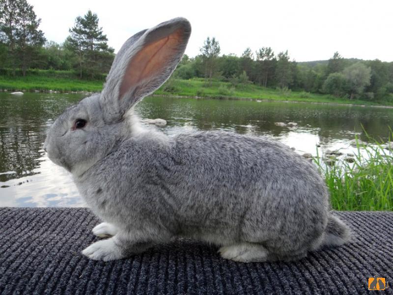 Кролик фландр. Фото2