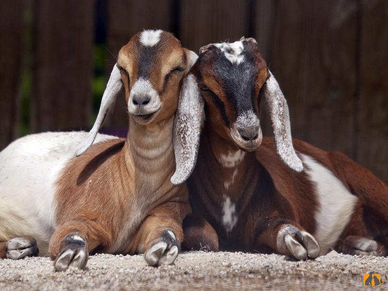Нубийские козы. Фото2