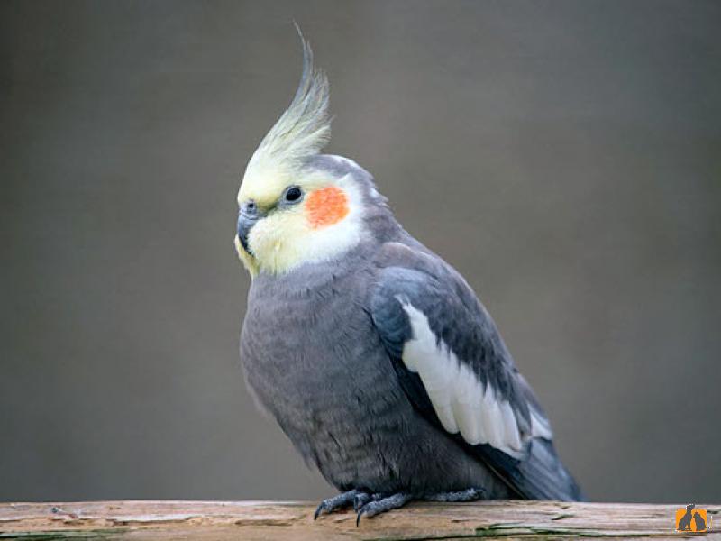 Попугай Корелла . Фото2