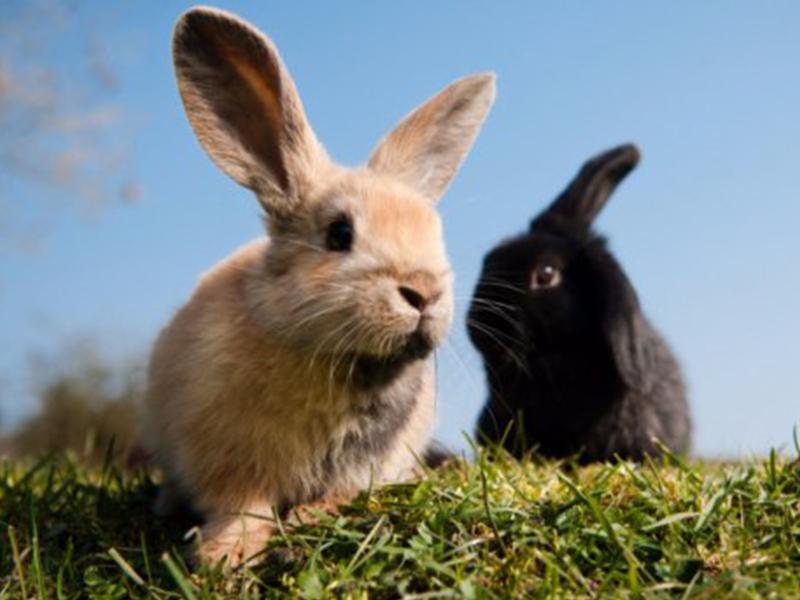 Кролики. Фото3