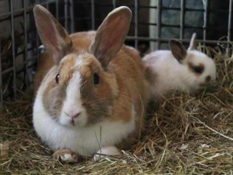 Кролики. Фото4