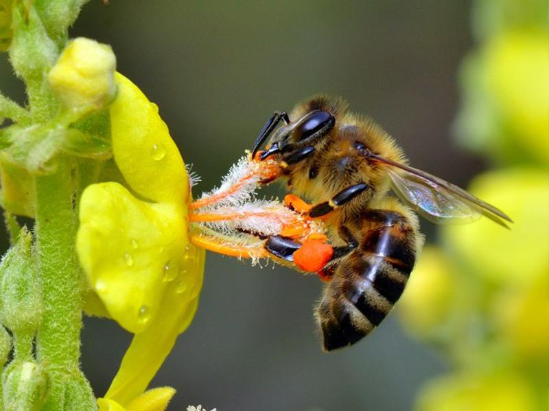 Пчелы. Фото2