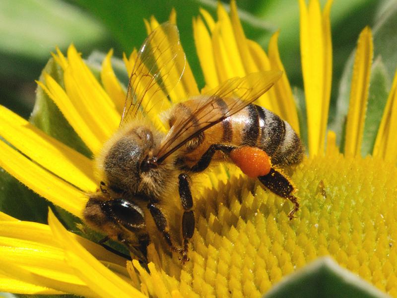 Пчелы. Фото3