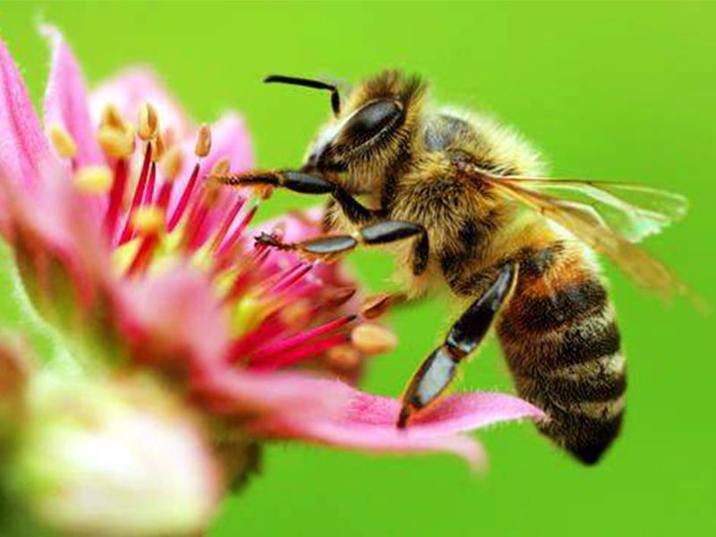 Пчелы. Фото4